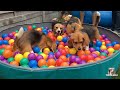 TOP 10 Funniest Beagle Dog Parties You Have To See
