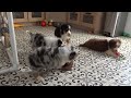 Miniature Australian Shepherd dogs for sale: Barney - Video 1