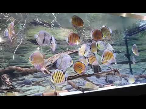 Wild Discus Tank. Enjoy this really stunning Video (Part 1) and RELAX. Lố Cá Cảnh