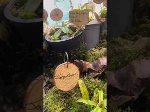 Nepenthes greenhouse tour Uk 2023