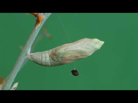 Madais fausta butterfly pupal metamorphosis 1080p