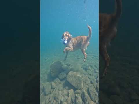 Dogs Are a Gift From God, Bringing Us Endless Joy 🐾❤️ #dog #dogs #happy #funnyvideo #cuteanimals