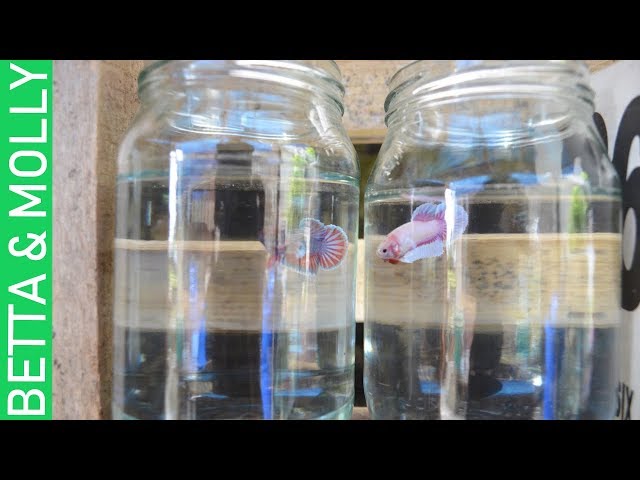 BETTA FRY & LIVEBEARER FISH  UPDATE