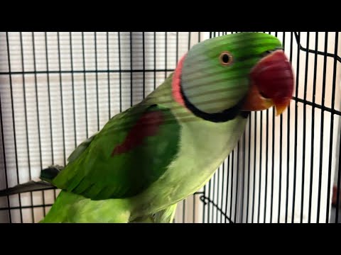 Mithu ki Mastiyan: LIVE Bak-Bak! 🦜😂