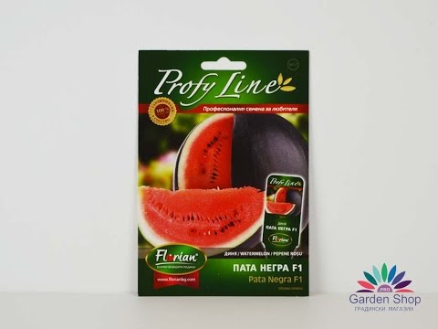 Seeds of watermelon for production - variety Pata negra F1
