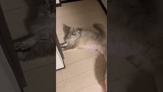 「悲報」猫がトイレのドアを封鎖した結果