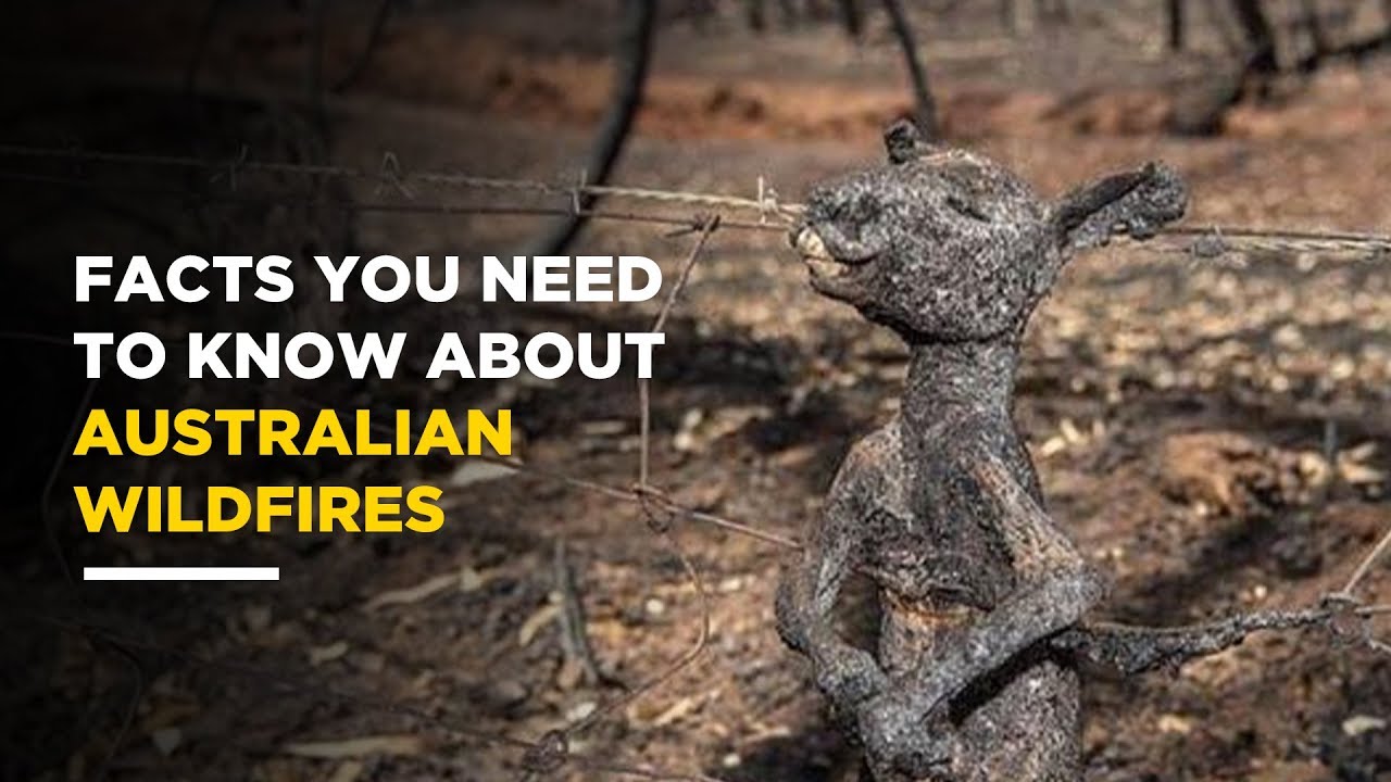 Facts You need To Know About Australian Wildfires | Indiatimes