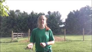 How to train and show your goats