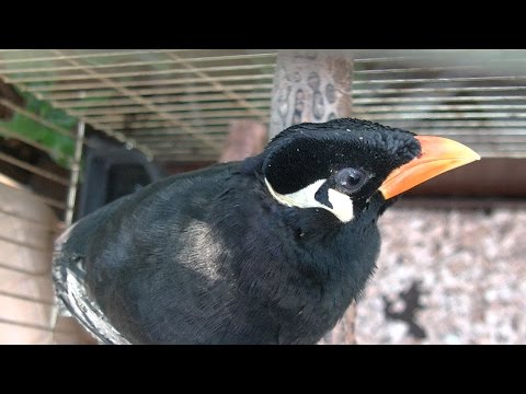 Mynah - the Talking Bird