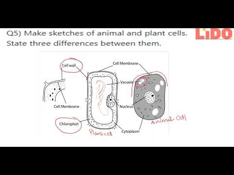 Q5 Make sketches of animal and plant cells State three differences between them... Q5 Make sketches of animal and plant cells State three differences between them...