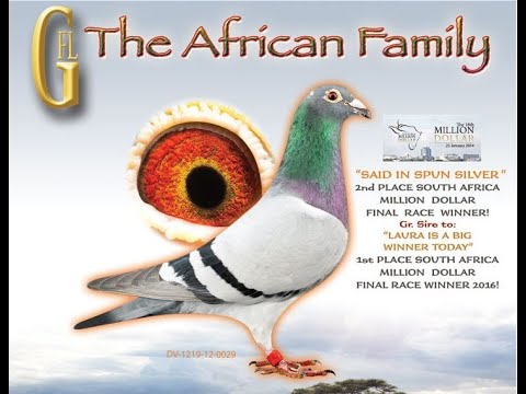 Said In Spun Silver - 2nd vs 2.793 Birds @331M Final SAMDPR 2012/2013