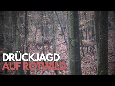 Drückjagden im Winter auf Rotwild