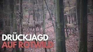Drückjagden im Winter auf Rotwild