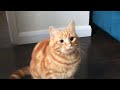 Orange Cat Behaviour