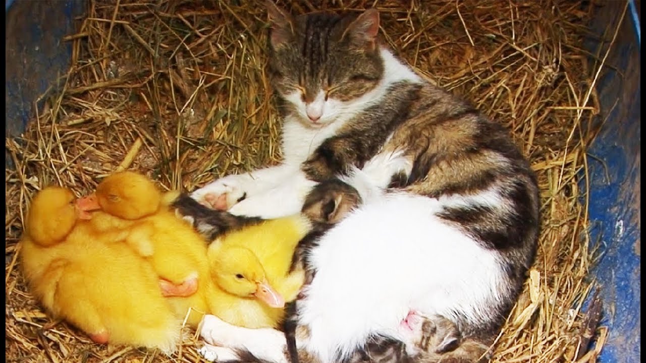 Une chatte adopte des canetons ! - ZAPPING SAUVAGE