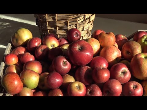 Domowe wino z jabłek - przepis 🍎🍏