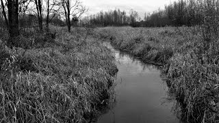 Walter Davis & Gwen Foster Crooked Creek Blues (PERFECT 12864) (1931)