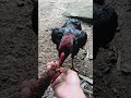 Ayam Pakhoy Pukul Badan Keras Ayambangkok Ayampakhoy Ayamjago Ayamaduan Rooster Hobi Shorts