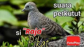 Download lagu Si 'Raja' pikat...!!!! suara burung perkutut si raja pikat #hobymanuk mp3