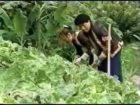 Pov Lis nkuaj mhoob qub