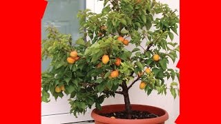 INCRÍVEL!!! COMO TER UM POMAR EM VASO COM MAIS DE 40 FRUTÍFERAS EM PEQUENOS ESPAÇOS.