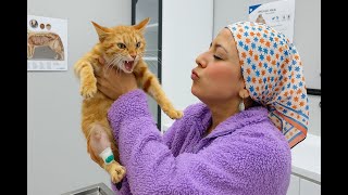 Klinikte Neler Oluyor? 🐾 Veteriner Vlog
