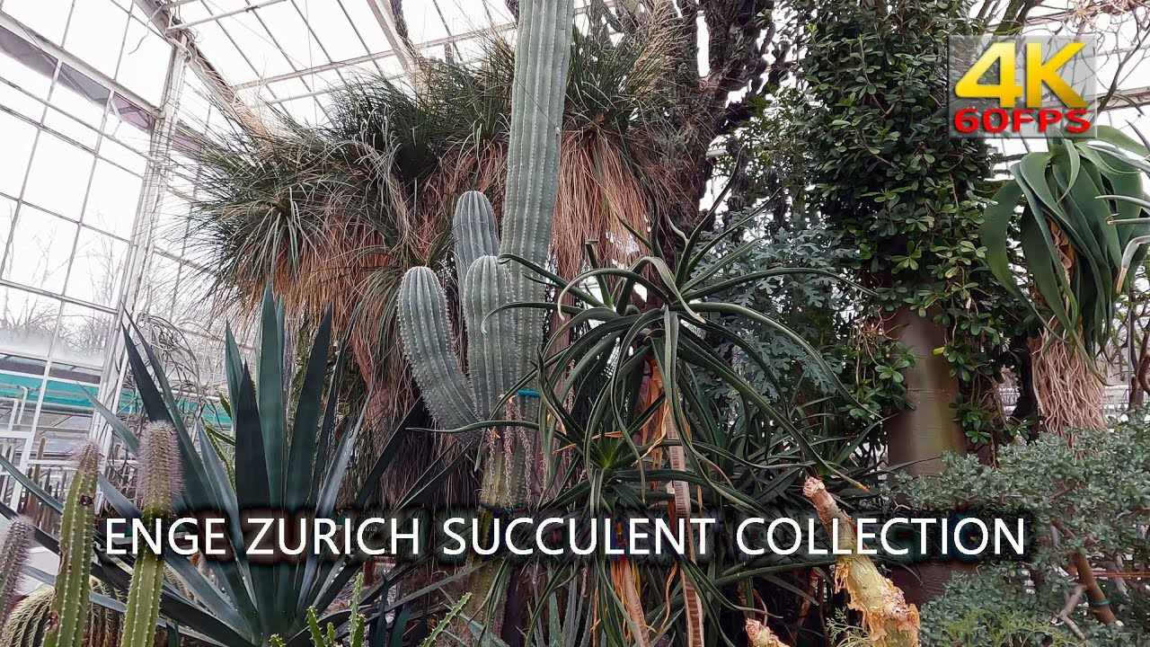 Admire the stunning shapes and colors of succulents in Zurich's serene greenhouses.