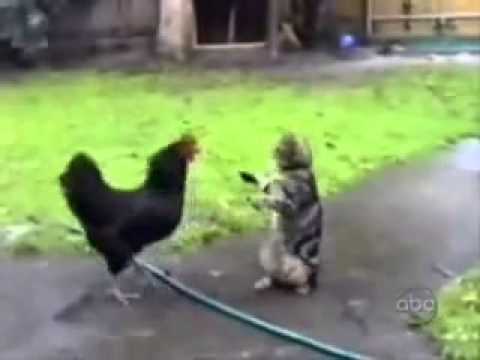 shamim ahmed[subo miah]bhuk shimoil--kula ura