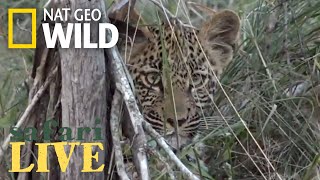 WATCH NOW: Safari Live | Nat Geo WILD by Nat Geo WILD