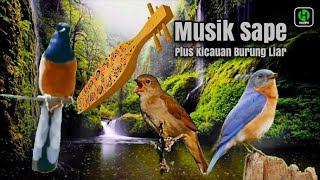 Download lagu Musik Sape Plus Kicauan Burung Liar Dan Hujan... mp3