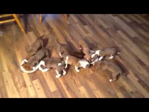 Red pitbull's Puppies eating dog food for the first time