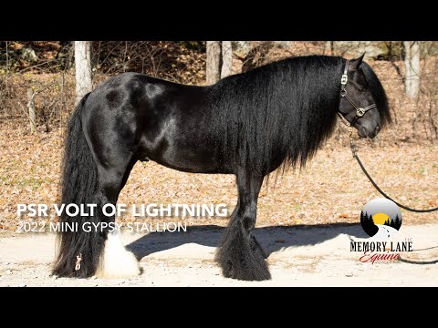 PSR Volt of Lightning, 2022 Mini Gypsy Vanner Stallion | Consigned to the Mid Ohio Pony Auction