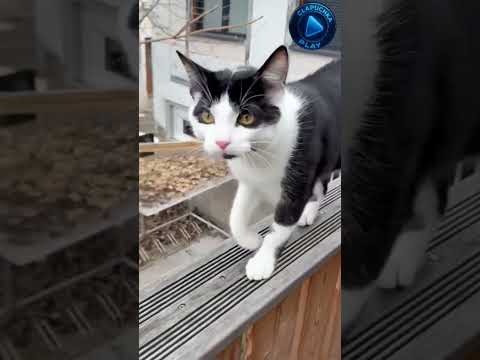 astuce chat 🐱 #partage #automobile #humour #funny #snapdrole #memes #chat