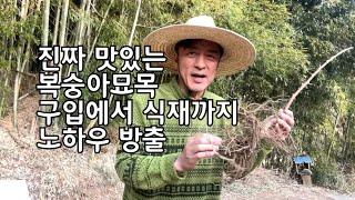 복숭아 묘목 구입에서 식재까지 모두 알려 드립니다