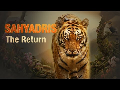 EPISODE 1 Tigers are returning to Maharashtra's Sahyadris Bringing Back the Tiger #incredibleindia