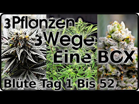 🍁Cannabis Anbauen DIE BLÜTE 🍁 DIE 3 EINFACHSTEN WEGE? 🍁 BioTabs, Living Soil & mineralischen Dünger🥦