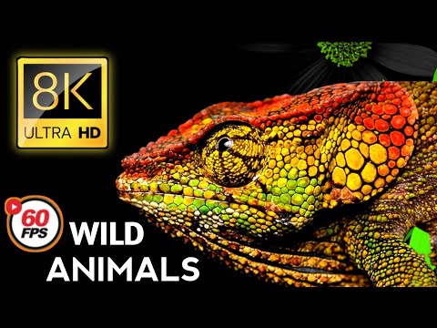 Wild Animals of Mabuasehube, Botswana - African Wildlife - Short Preview in 8K Ultra HD
