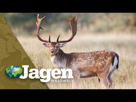 Damwildbrunft in Ungarn - PareyGo Classics