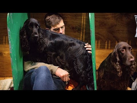 Video Thumbnail: UK: Crufts opens in Birmingham with more than 20,000 dogs
