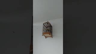 Download lagu BURUNG WAMBI MINI/TIEUMI GACOR NGEROLL BONGKAR ISIAN#shorts mp3 Download lagu BURUNG WAMBI MINI/TIEUMI GACOR NGEROLL BONGKAR ISIAN#shorts mp3