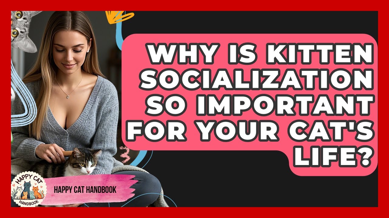 The Importance of Cat Socialization for Well-Adjusted Feline Companions