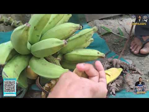 SÍTIO NA FAZENDA CANTO ESCURO MUNICÍPIO DE COLÔNIA LEOPOLDINA-AL