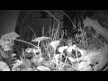 Watch Grass Grow In HD 24 7 Grass Growing Livestream