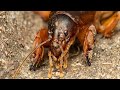 Mole Cricket: The Platypus of the Insect World - Educational Macro