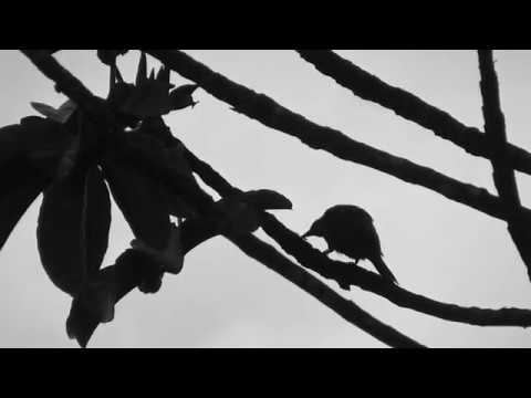 Soundprophet - Bleeding Birds (Lyric video)
