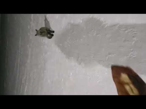 Пирожок будешь? Лисёнок ходит «столоваться» к жителю Якутии