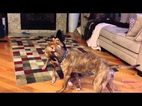 Cooper, an adopted Pit Bull Terrier & Boxer Mix in Chicago, IL_image-1