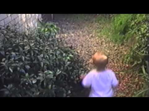 Animals Being Jerks   Cat Compilation (nowtelugu.com)