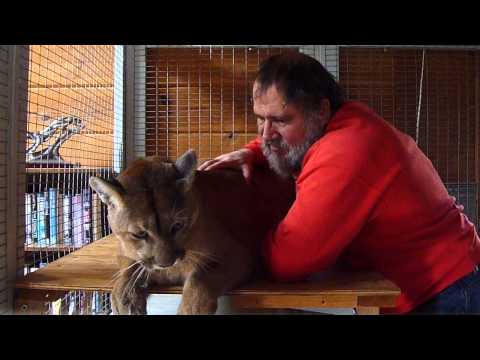 Petting Talina Cougar