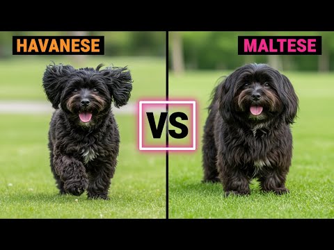 Havanese Dog vs Maltese Dog - Which one should you choose?